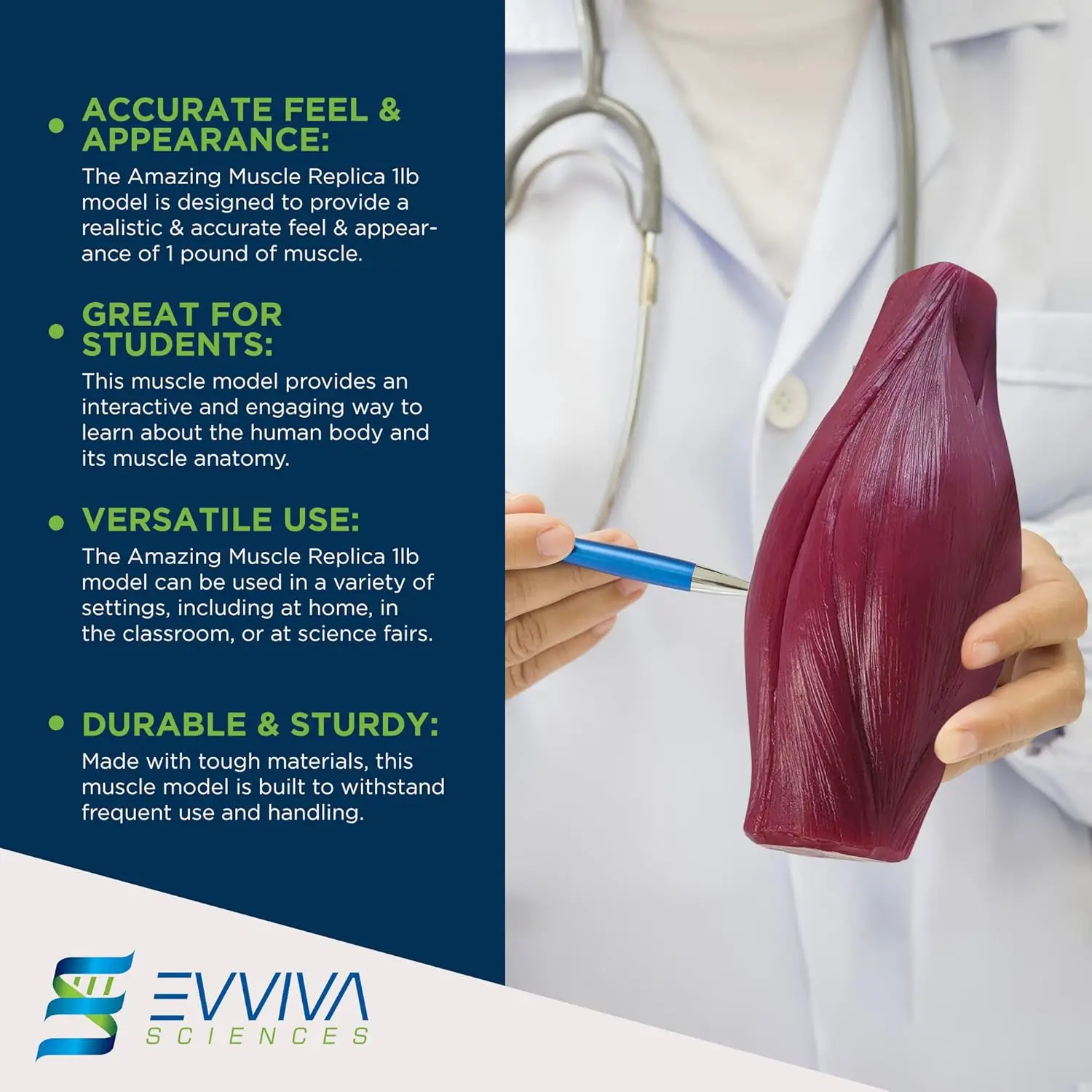 Human Muscle and Fat Replicas  - Fitness With Nutrition review and price