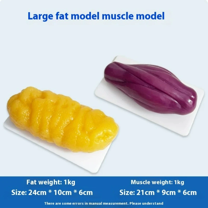 Human Muscle and Fat Replicas  - Fitness With Nutrition review and price