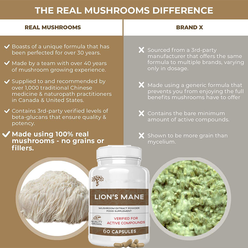Lion Mane Ganoderma Mushroom C - Lion Mane Mushroom review and price